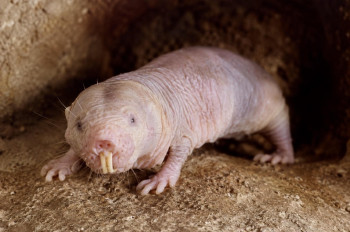Rypoš lysý. Zvíře, které popírá zákony stárnutí